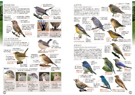 庭 鳥|野鳥図鑑（野鳥の種類、名前）